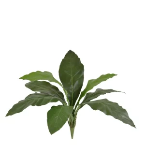 Anturium Jungle King na Piku 60 cm