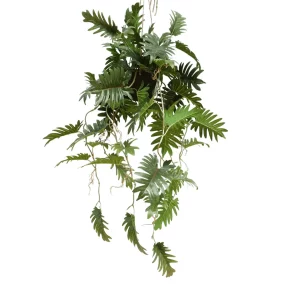 Filodendron - Aranżacja w Donicy Wiszącej 95 cm