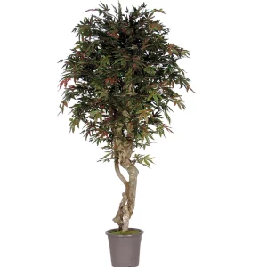 Klon Śródziemnomorski 200 cm