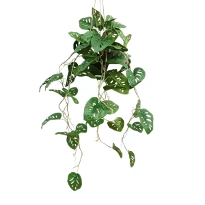 Monstera - Aranżacja w Donicy Wiszącej 95 cm