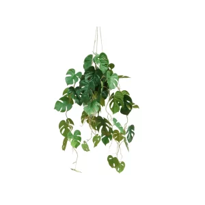 Monstera w Wiszącej Donicy 95 cm