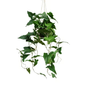 Truciec - Aranżacja w Donicy Wiszącej 95 cm