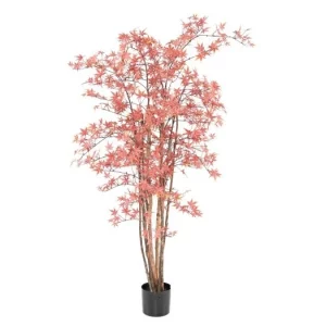 Aralia Czerwona UV 160 cm