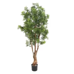 Aralia Nitida UV 170 cm