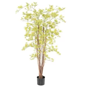 Aralia Żółta UV 160 cm
