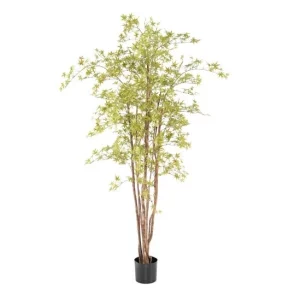 Aralia Żółta UV 210 cm
