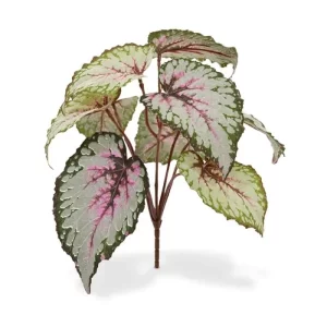 Begonia na Piku 25 cm