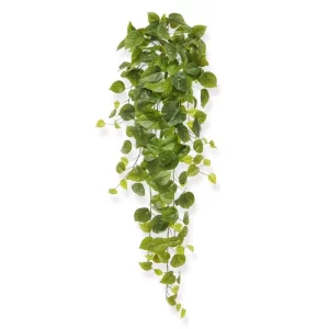 Bluszcz Filodendron 80 cm