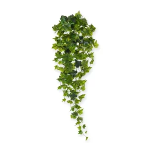 Bluszcz Hedera 80 cm