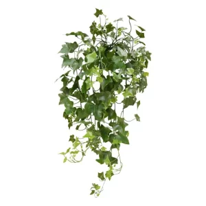 Bluszcz Hedera UV 60 cm