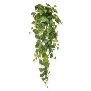 Bluszcz Scindapsus Pictus 90 cm