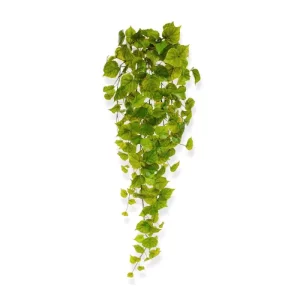 Bluszcz Topola 80 cm