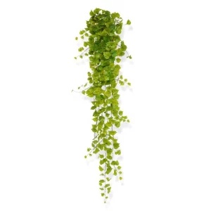 Bluszcz Topola 170 cm