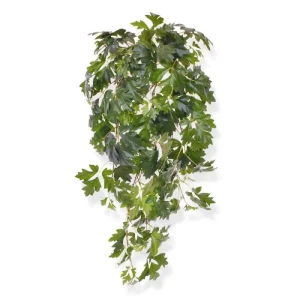 Bluszcz Cissus Luksusowy 80 cm