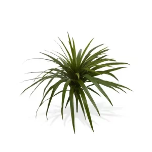 Dracena Marginata na Piku 50 cm