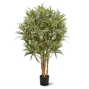 Dracena Reflexa 100 cm