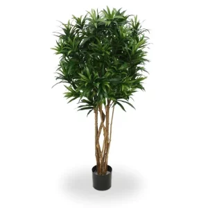Dracena Reflexa 150 cm