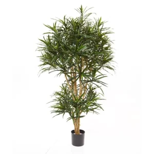 Dracena Reflexa Anita 160 cm