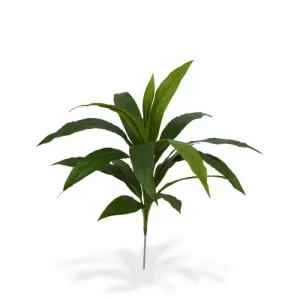 Dracena Zielona na Piku 60 cm
