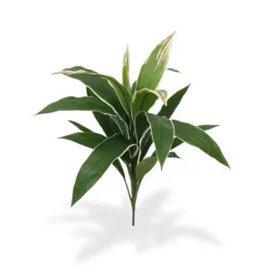 Dracena na Piku 30 cm