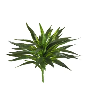 Dracena Zielono - Biała na Piku 60 cm