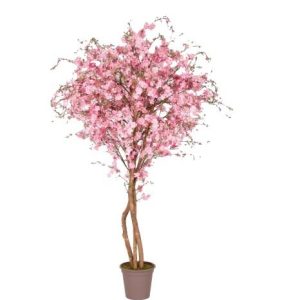 Wiśnia Różowa 175 cm