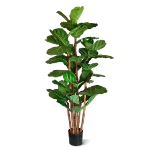 Fikus Lyrata Luksusowy 165 cm