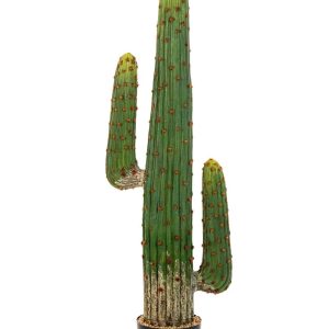 Kaktus Meksykański 125 cm