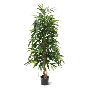 Longifolia Royal 150 cm