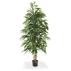 Longifolia Royal 175 cm