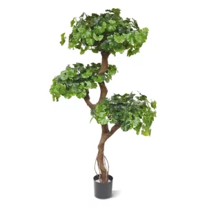 Miłorząb Ginkgo Bonsai 150 cm