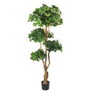 Miłorząb Ginkgo Bonsai Luksusowy 170 cm