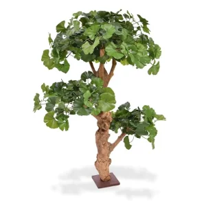 Miłorząb Ginkgo Bonsai Luksusowy 95 cm
