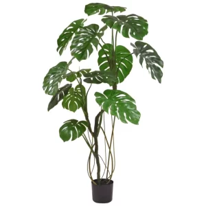 Monstera 150 cm