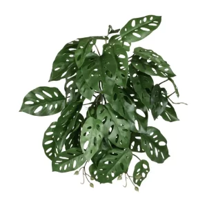 Monstera Adansonii 45 cm