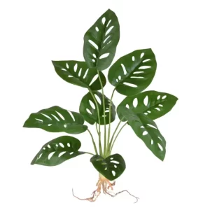 Monstera Adansonii na Piku 40 cm