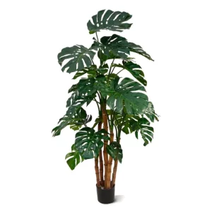 Monstera Luksusowa 180 cm