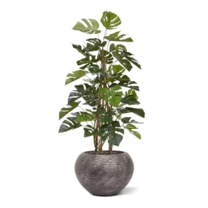 Monstera Pnąca Luksusowa 120 cm