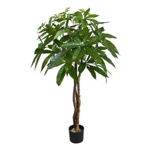 Pachira - Kula 75 cm