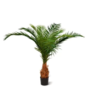 Palma Feniks Luksusowa 210 cm