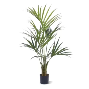 Palma Kentia Naturalna 140 cm
