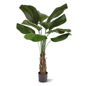 Palma Likuala 140 cm