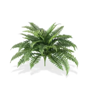 Paproć Luksusowa na Piku 65 cm