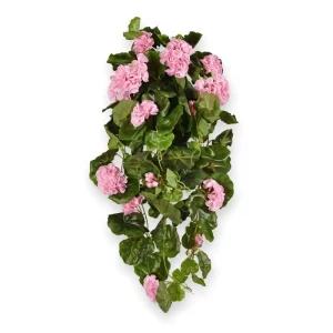 Pelargonia Luksusowa Wisząca Różowa 70 cm