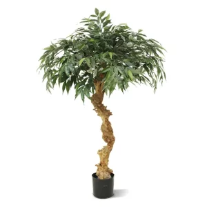 Shirakashi - Bonsai 100 cm