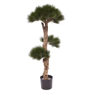 Sosna - Bonsai 110 cm