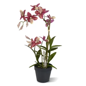 Storczyk Orchidea Burgundowy 50 cm
