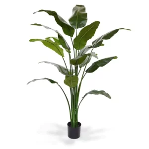 Strelicja Traveller Luksusowa 165 cm