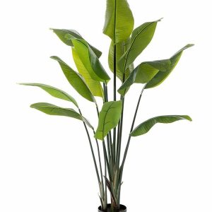 Strelicja Traveller - 150 cm