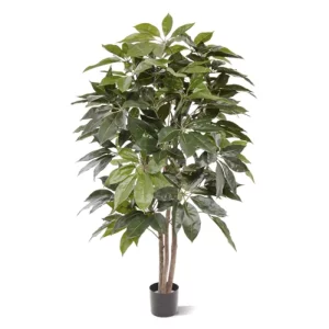 Szeflera Amate 150 cm